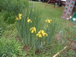Iris pseudacorus